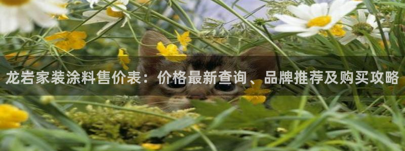 和记h8：龙岩家装涂料售价表：价格最新查询、品牌推荐及购买攻略